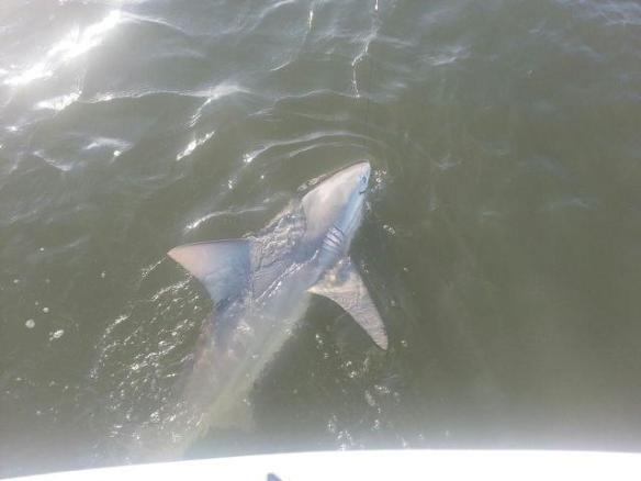 A hefty bull shark comes along side for release with Capt. Ben on 5/25/2013